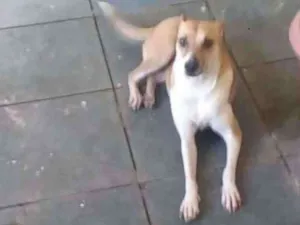 Cachorro raça Srd idade 2 anos nome Vitória
