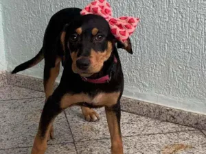 Cachorro raça Srd idade 2 a 6 meses nome Afrodite