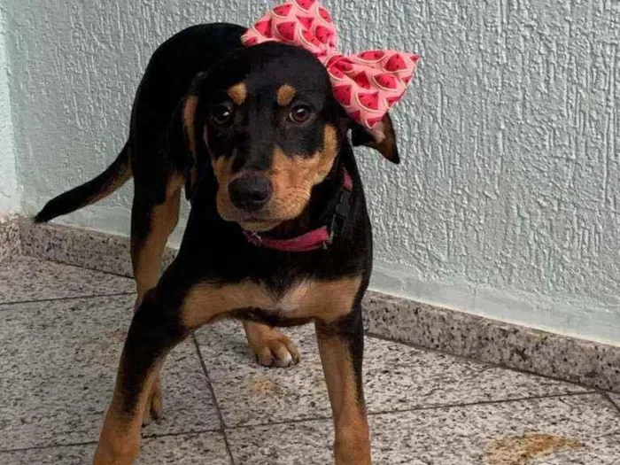 Cachorro ra a Srd idade 2 a 6 meses nome Afrodite
