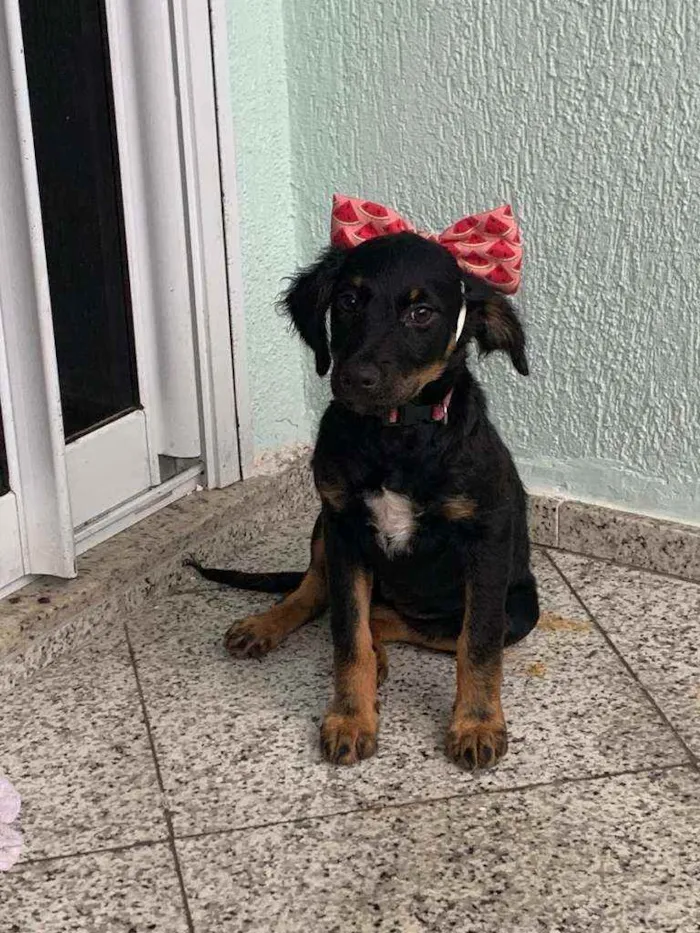 Cachorro ra a SRD idade 2 a 6 meses nome Athena