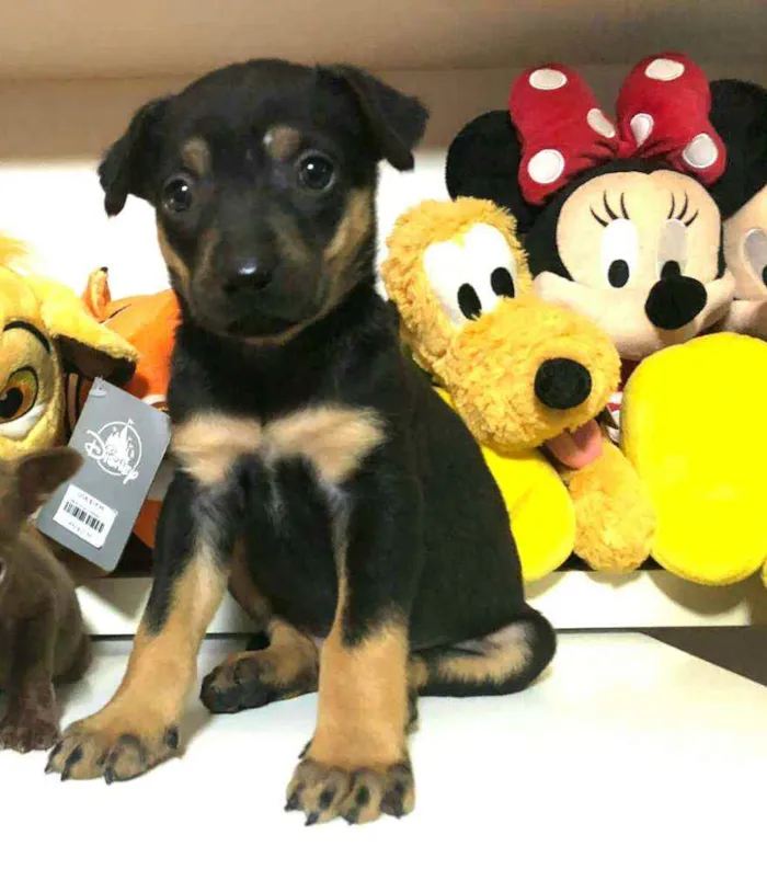 Cachorro raça  idade Abaixo de 2 meses nome Filhote Anelly 