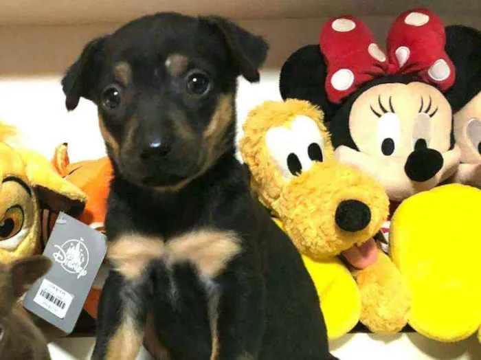 Cachorro raça  idade Abaixo de 2 meses nome Filhote Anelly 