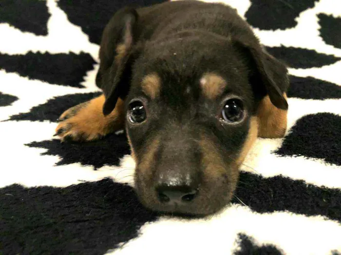 Cachorro raça  idade Abaixo de 2 meses nome Filhote Anelly 