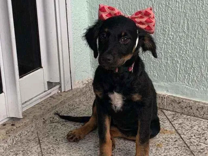 Cachorro ra a SRD idade 2 a 6 meses nome Athena