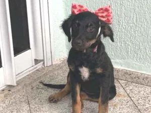 Cachorro raça SRD idade 2 a 6 meses nome Athena