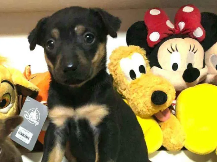 Cachorro raça  idade Abaixo de 2 meses nome Filhote Anelly 