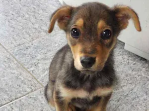 Cachorro raça Vira-lata idade 2 a 6 meses nome Chico