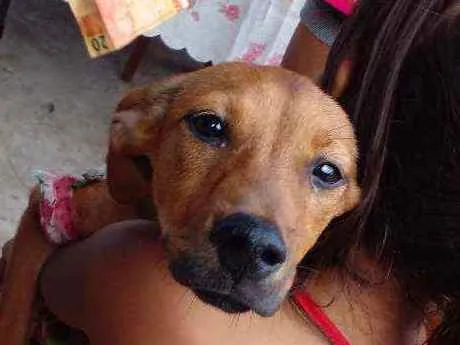 Cachorro ra a Vira-lata  idade 2 anos nome Princesa