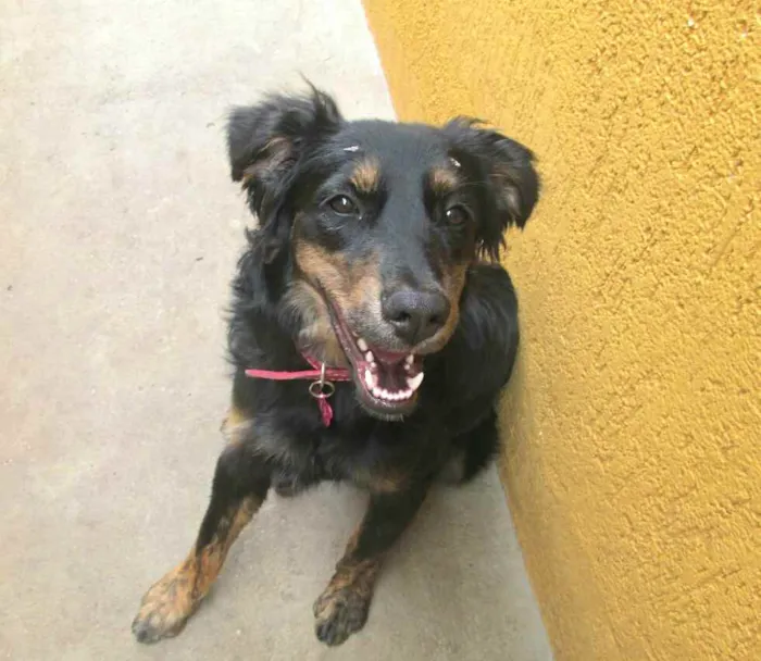 Cachorro raça  idade 7 a 11 meses nome Julie 