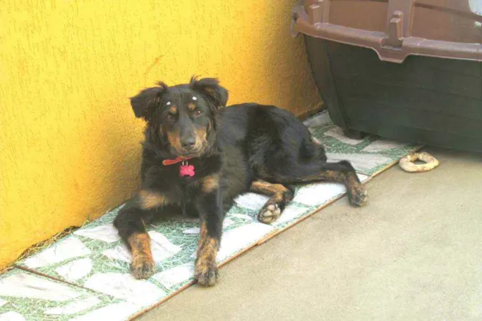 Cachorro raça  idade 7 a 11 meses nome Julie 