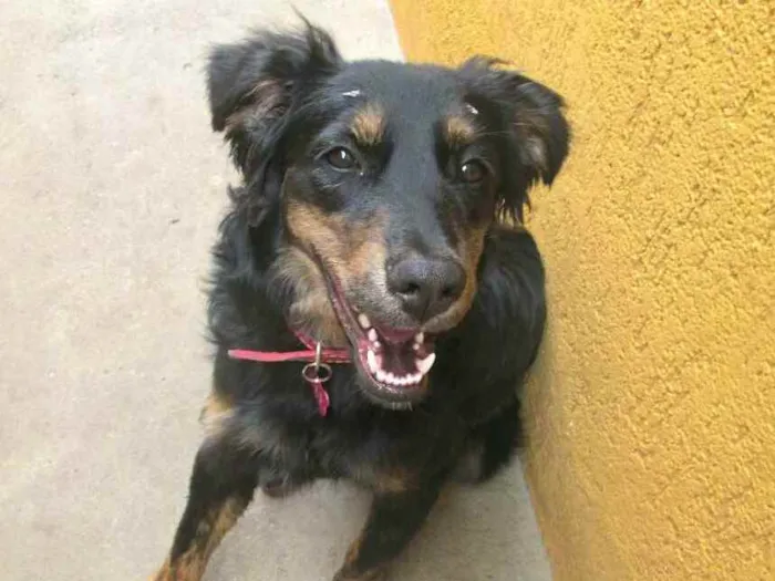 Cachorro raça  idade 7 a 11 meses nome Julie 