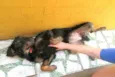Cachorro raça  idade 7 a 11 meses nome Julie 