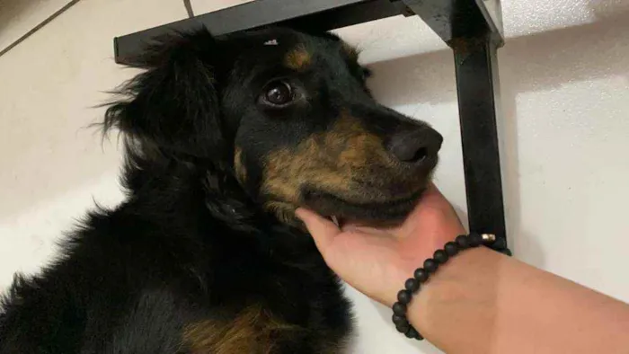 Cachorro raça  idade 7 a 11 meses nome Julie 