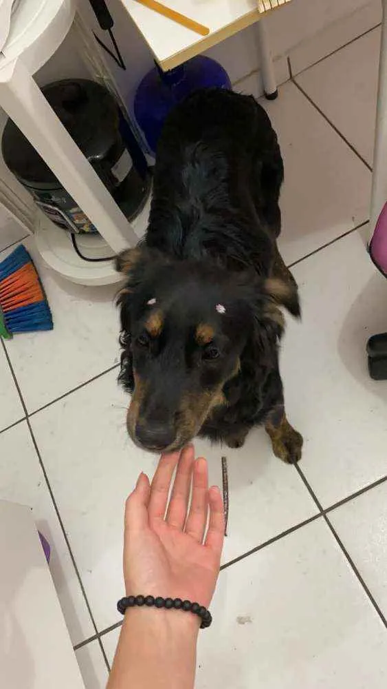 Cachorro raça  idade 7 a 11 meses nome Julie 