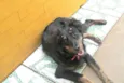 Cachorro raça  idade 7 a 11 meses nome Julie 