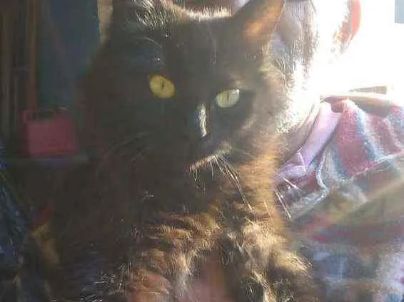 Gato raça SRD idade 7 a 11 meses nome Mia