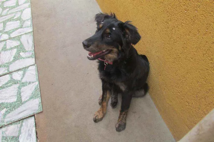 Cachorro raça  idade 7 a 11 meses nome Julie 