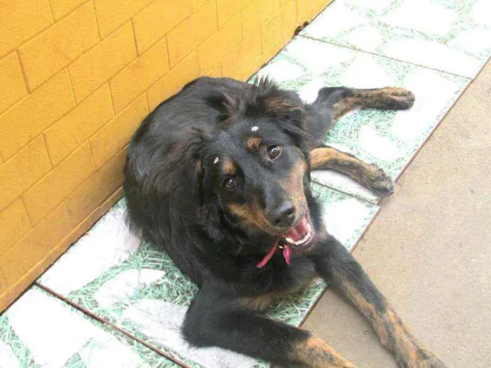 Cachorro raça  idade 7 a 11 meses nome Julie 