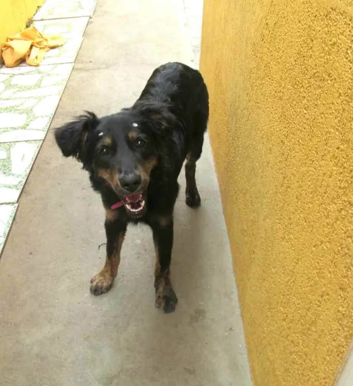 Cachorro raça  idade 7 a 11 meses nome Julie 