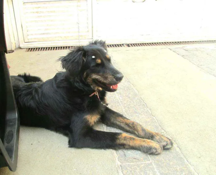 Cachorro raça  idade 7 a 11 meses nome Julie 