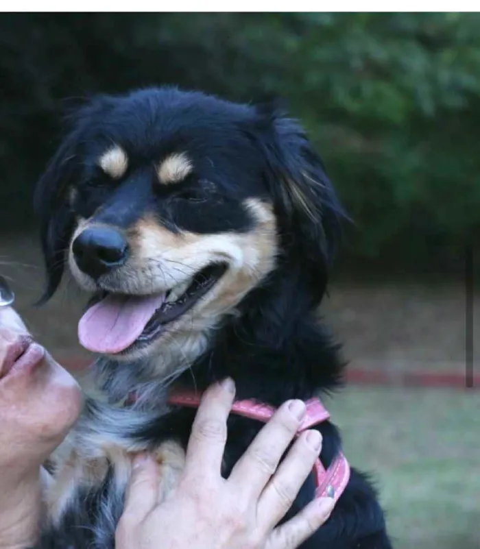 Cachorro raça  idade 1 ano nome Betina 