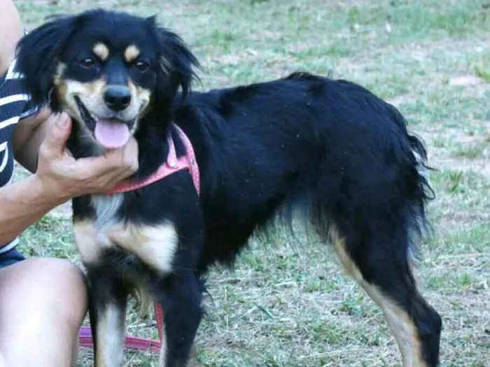 Cachorro raça  idade 1 ano nome Betina 