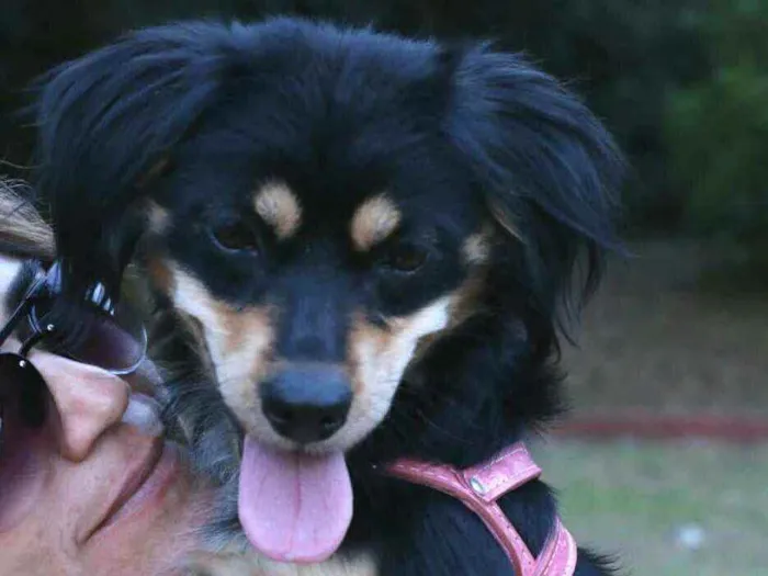 Cachorro raça  idade 1 ano nome Betina 