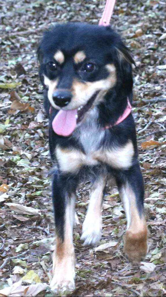 Cachorro raça  idade 1 ano nome Betina 