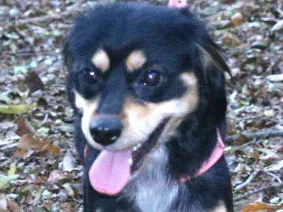 Cachorro raça  idade 1 ano nome Betina 