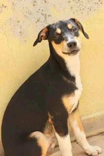 Cachorro raça  idade 1 ano nome BUDDY