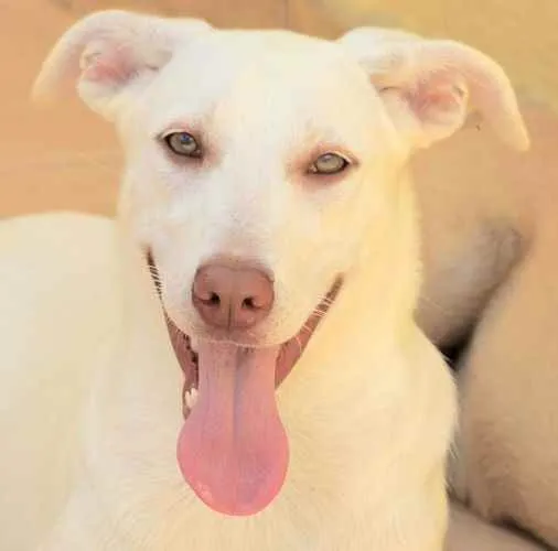 Cachorro raça  idade 7 a 11 meses nome KIARA