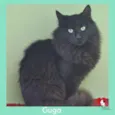 Gato raça  idade 1 ano nome GUGA
