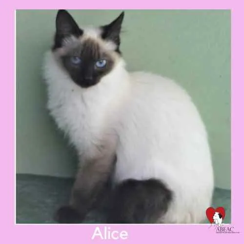 Gato ra a  idade 1 ano nome ALICE