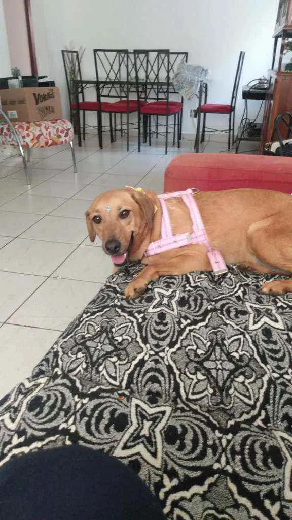 Cachorro ra a Vira Lata idade 3 anos nome Flor