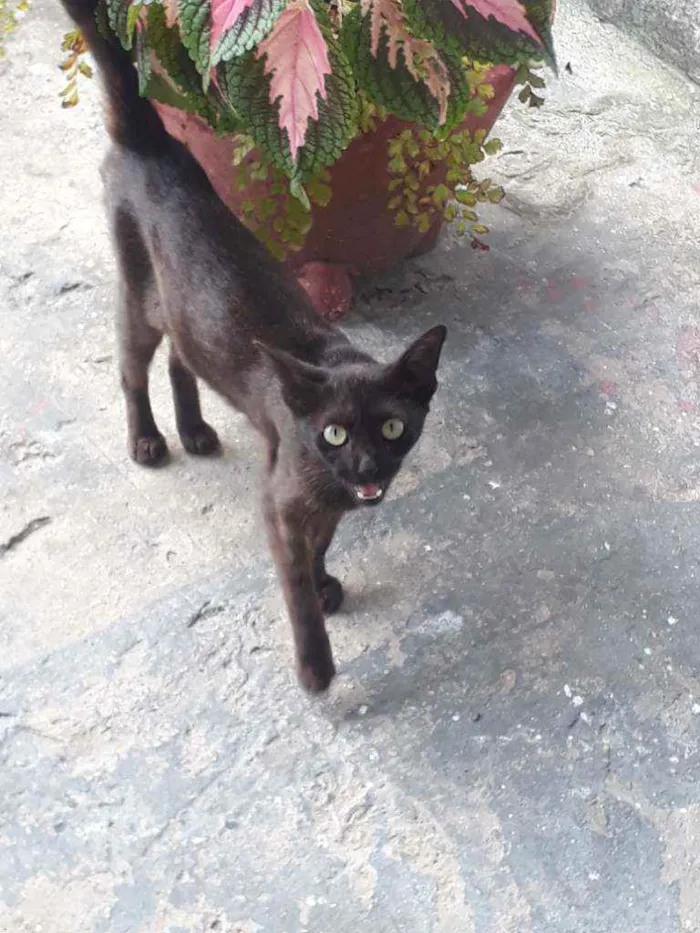 Gato ra a Não sei idade 2 a 6 meses nome Sem nome