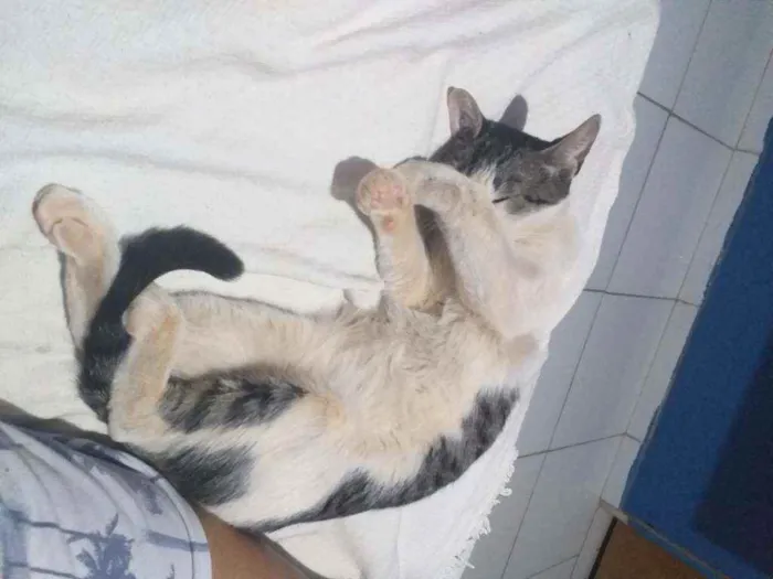 Gato ra a Não sei idade 2 a 6 meses nome Sem nome