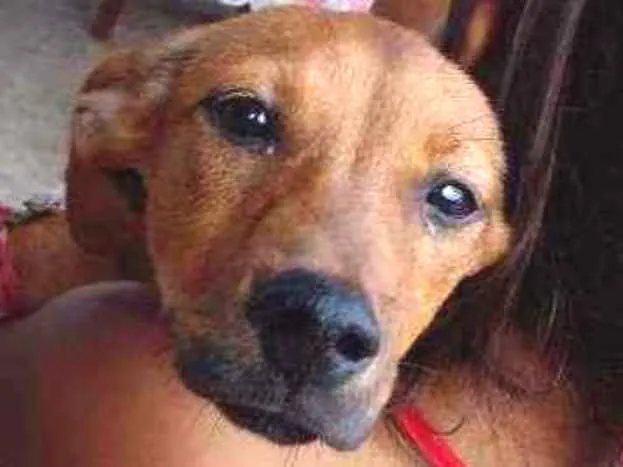 Cachorro ra a Vira-lata  idade 2 anos nome Princesa