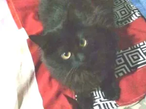 Gato raça SRD idade 7 a 11 meses nome Mia