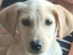 Cachorro raça Indefinida idade  nome Maya