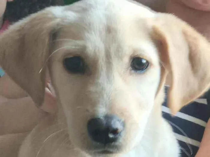 Cachorro ra a Indefinida idade  nome Maya