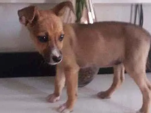 Cachorro ra a Viralata idade 2 a 6 meses nome Bia