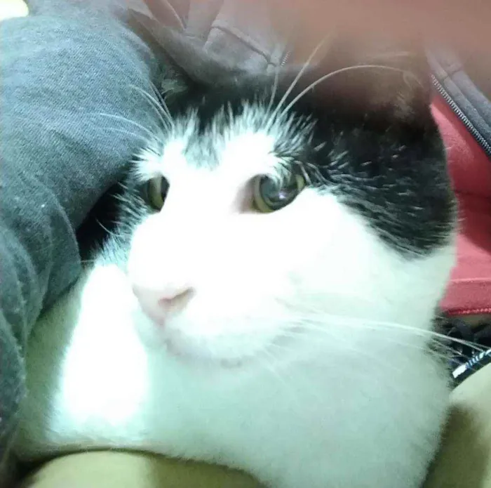 Gato raça SRD idade 2 anos nome Dengoso 
