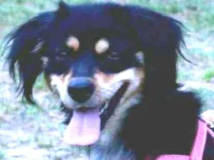 Cachorro raça  idade 1 ano nome Betina 