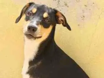 Cachorro raça  idade 1 ano nome BUDDY
