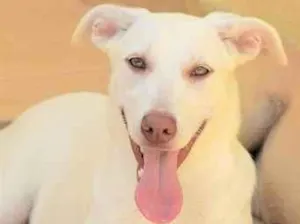 Cachorro raça  idade 7 a 11 meses nome KIARA