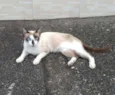Pérola