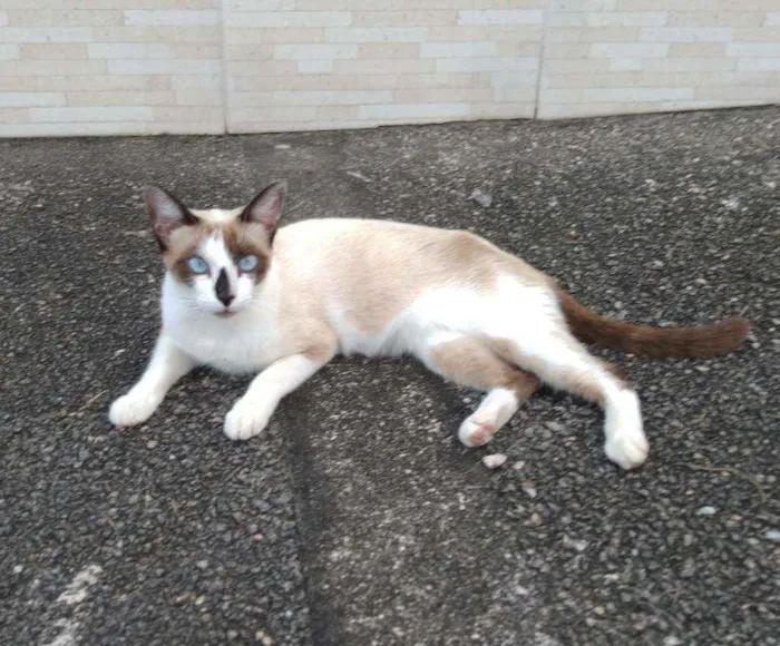 Gato raça Siamês idade 7 a 11 meses nome Pérola