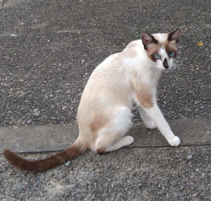 Gato raça Siamês idade 7 a 11 meses nome Pérola
