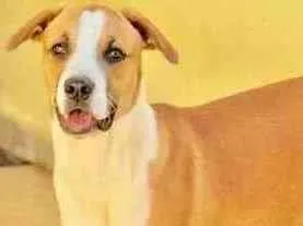 Cachorro raça  idade 7 a 11 meses nome MARLEY