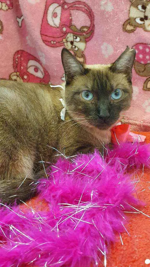 Gato ra a SIAMESA idade 1 ano nome BLUE 
